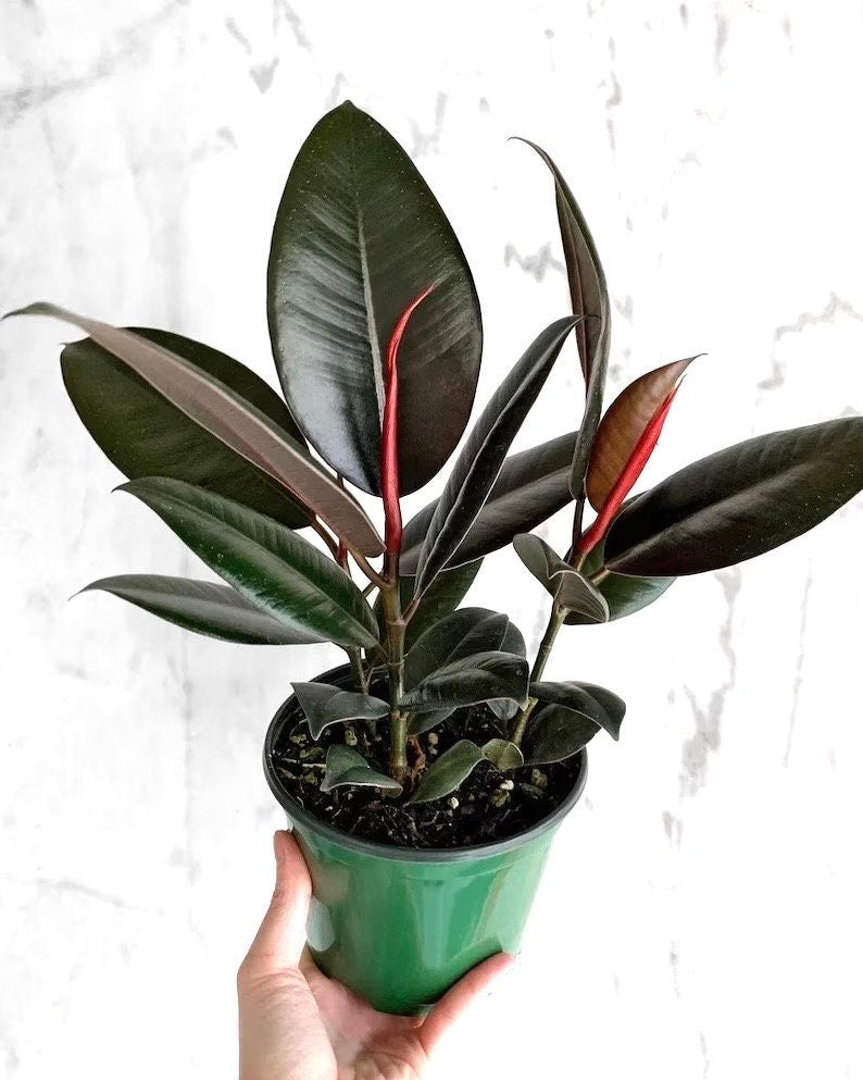 ficus rubber tree burgundy Ficus Burgundy rubber tree starter plant **(ALL plants require you to purchase ANY 2 plants!)**
