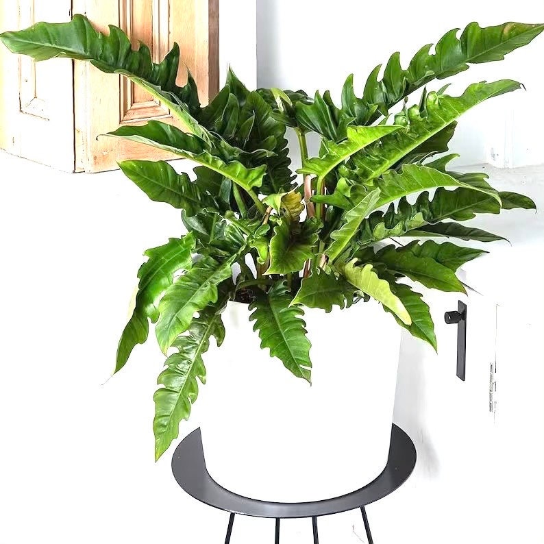tiger indoor plant Philodendron jungle boogie/tiger tooth/narrow Starter Plant (ALL START – GoldenGreeneryCo