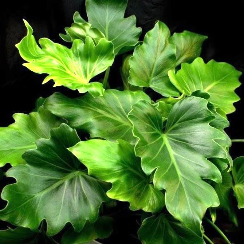 variegated philodendron hope Philodendron Hope starter plant **(ALL plants require you to purchase ANY 2 plants!)**