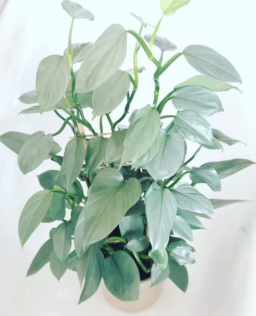 Philodendron Silver sword 2” plant **(ALL plants require you to purchase ANY 2 plants!)**