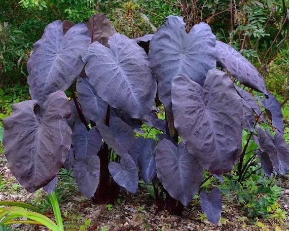 dark purple elephant ear plant Colocasia black magic starter plant **(ALL plants require you to purch – GoldenGreeneryCo