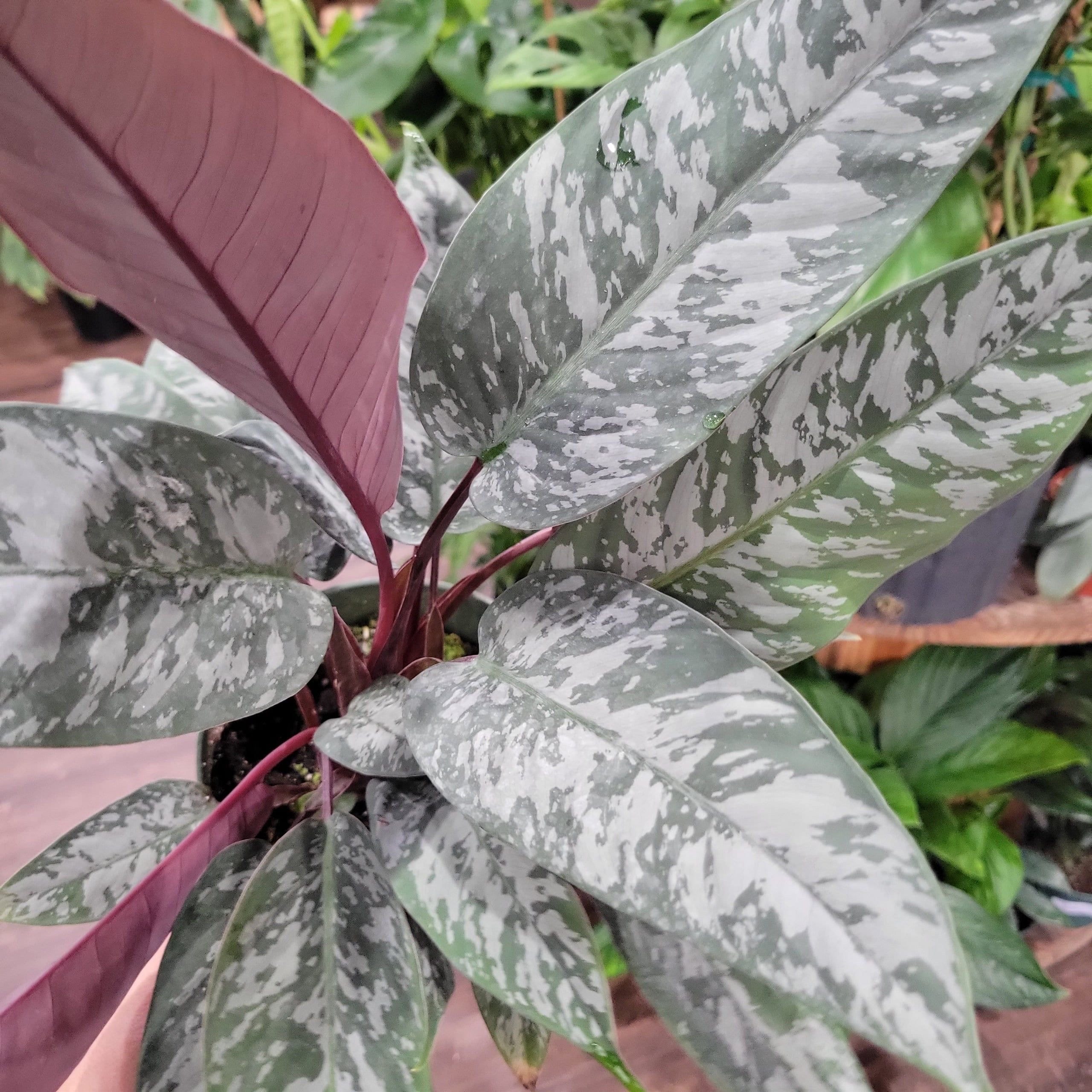 purple sword philodendron Homolamena purple sword 2” plant **(ALL plants require you to purchase – GoldenGreeneryCo