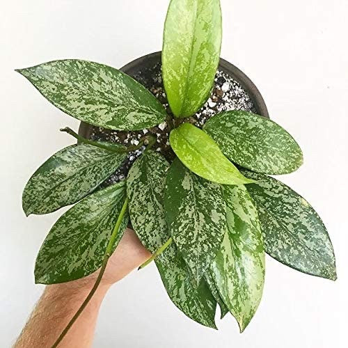 Hoya Pubicalyx silver splash 4” plant **(ALL plants require you to purchase ANY 2 plants!)**