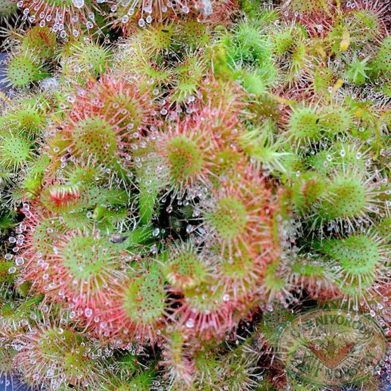 Drosera spatulata starter plant **(ALL plants require you to purchase ANY 2 plants!)**