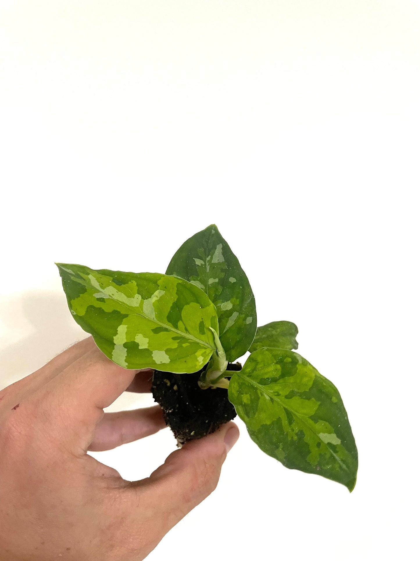 Aglaonema Pictum tricolor starter plants 5 pack