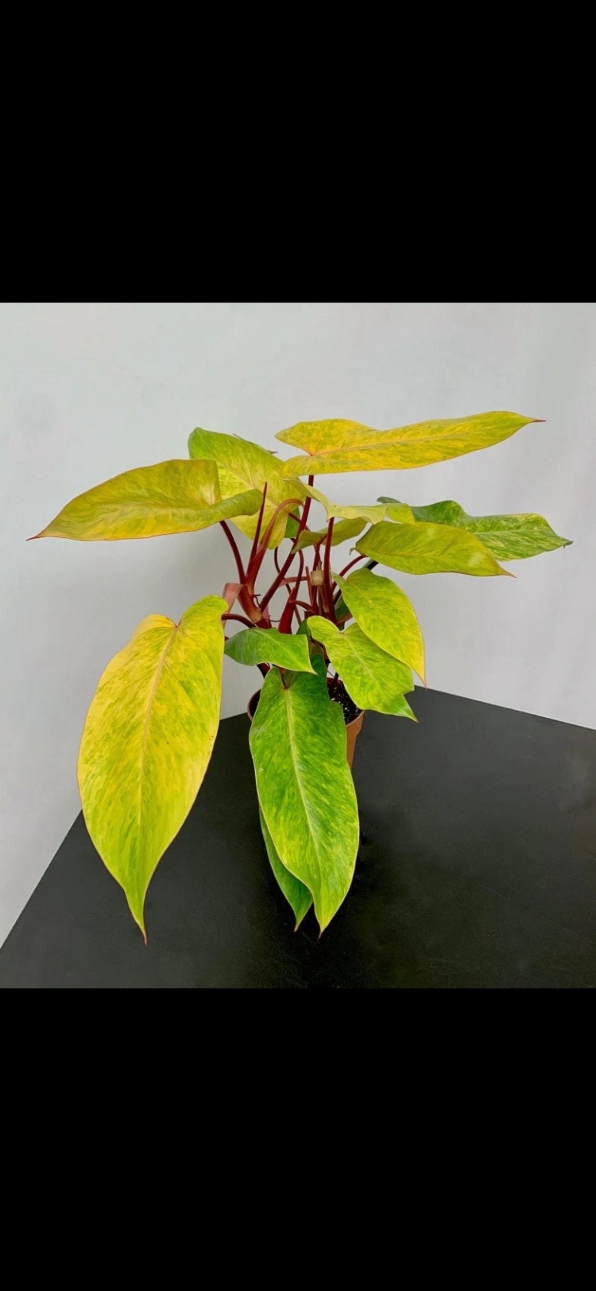 Philodendron Painted Lady 4” plant **(ALL plants require you to purchase ANY 2 plants!)**