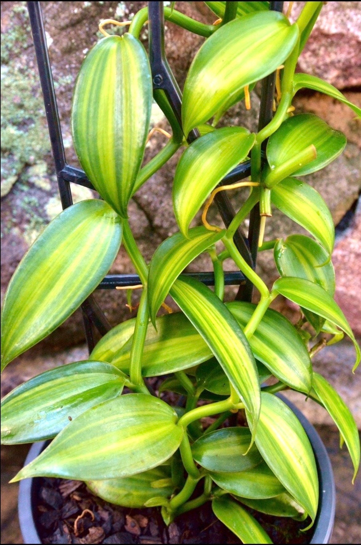 Variegated Vanilla planiforia bean jewel orchid multi stem 4” plant **(ALL plants require you to purchase ANY 2 plants!)**