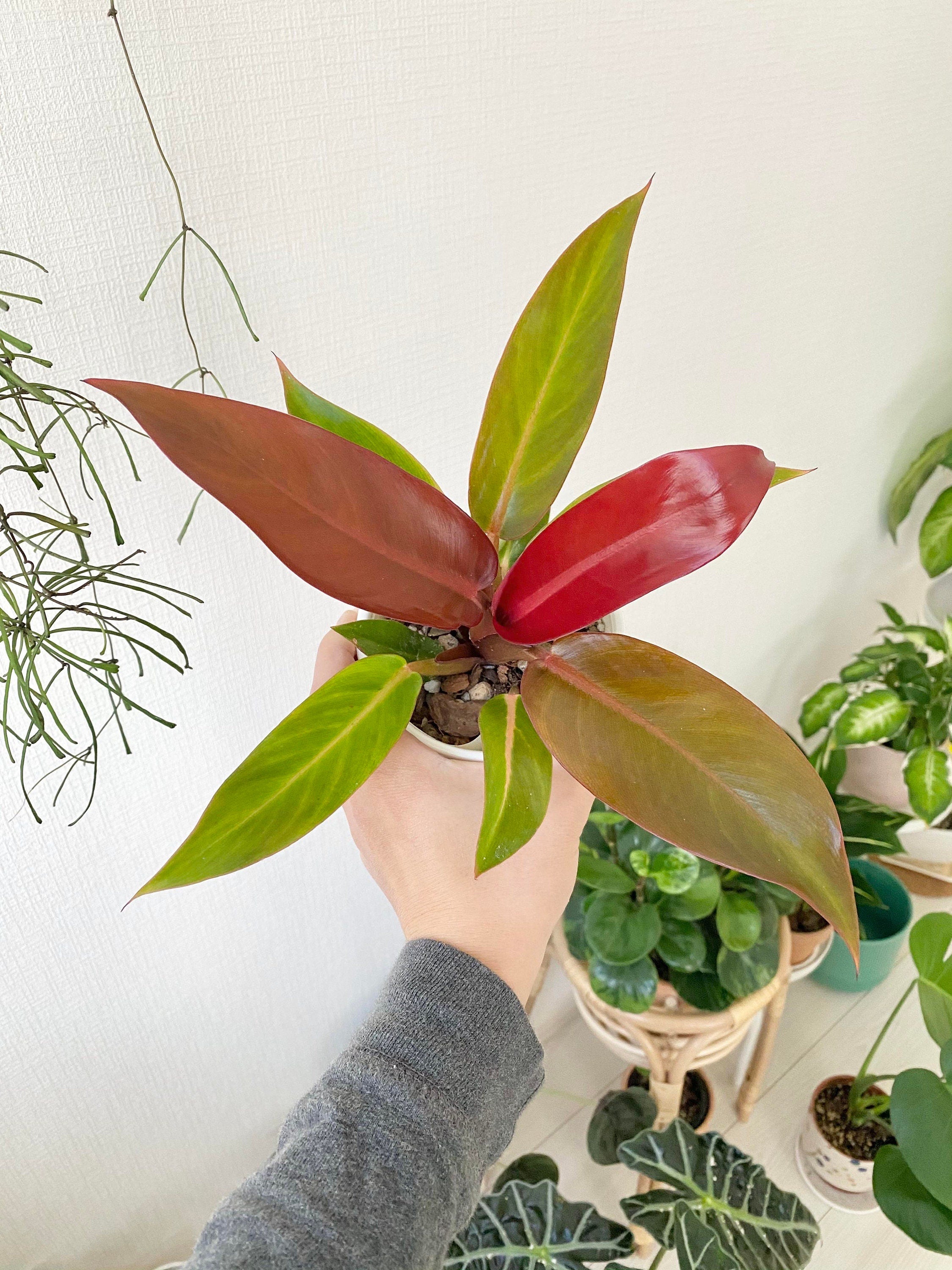 philodendron weeks red for sale Philodendron Red sun starter plant **(ALL plants require you to purchase ANY 2 plants!)**