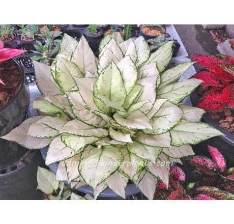 Aglaonema Super white starter plant **(ALL plants require you to purchase ANY 2 plants!)**