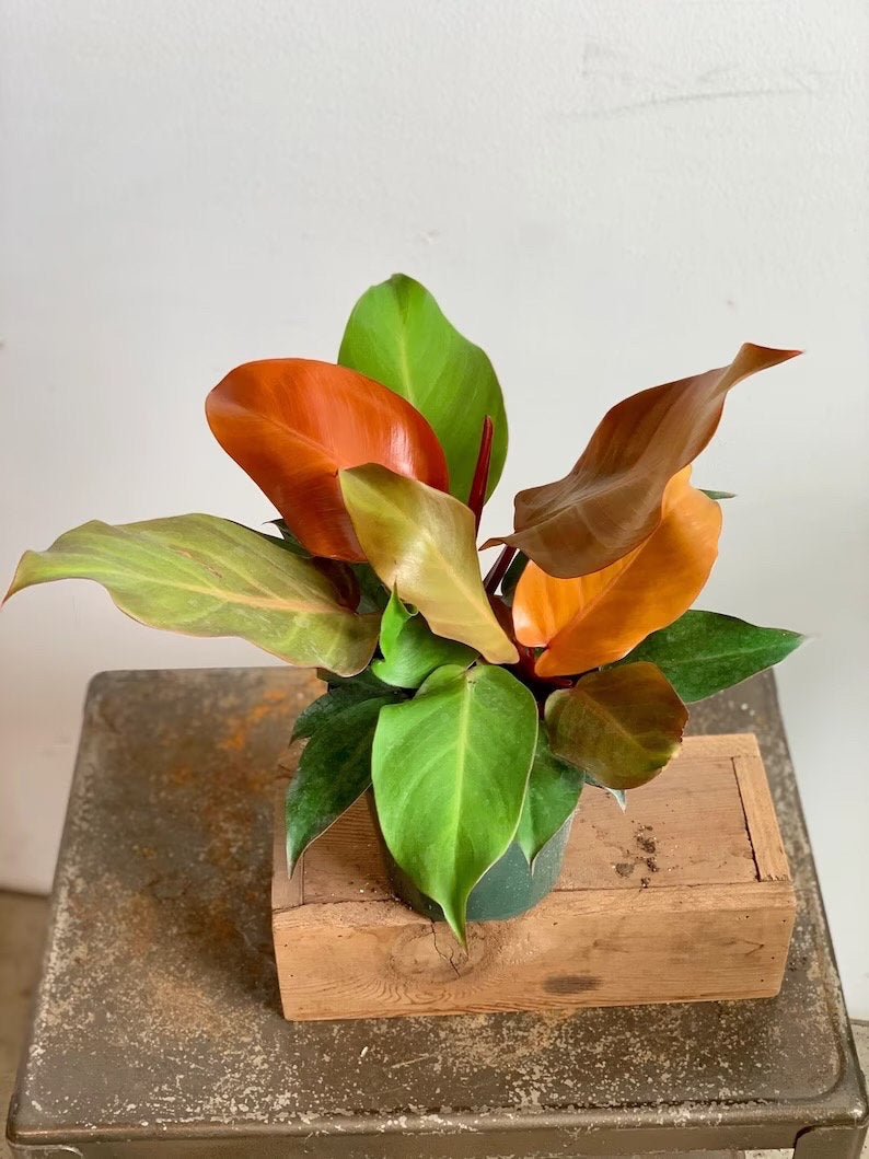 prince of orange philodendron plant Philodendron Prince of Orange starter plant **(ALL plants require you – GoldenGreeneryCo