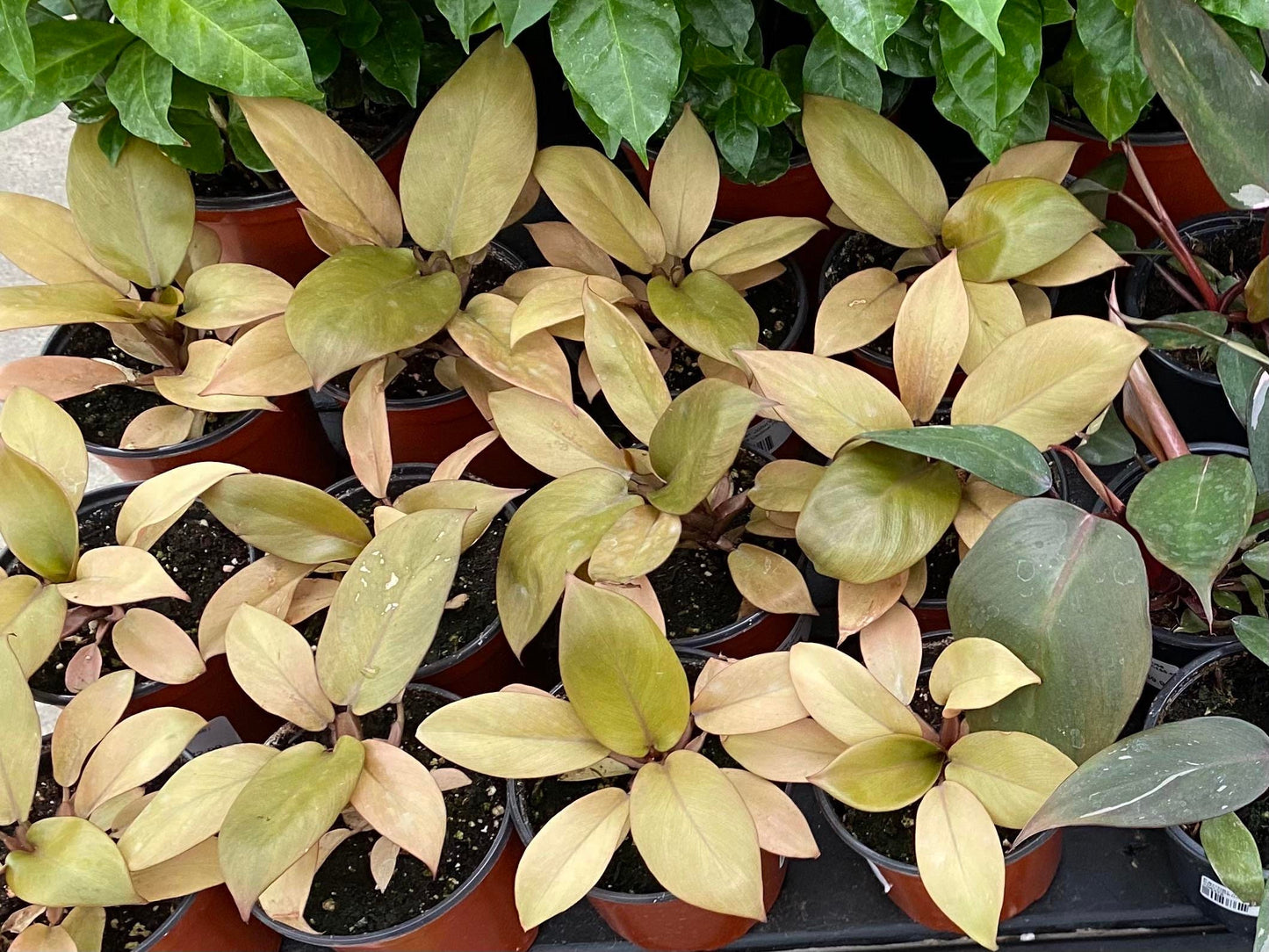 Philodendron Caramel black cardinal starter plant **(ALL plants require you to purchase ANY 2 plants!)**