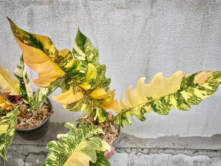 Philodendron ring of fire highly variegated starter plant **(ALL plants require you to purchase ANY 2 plants!)**