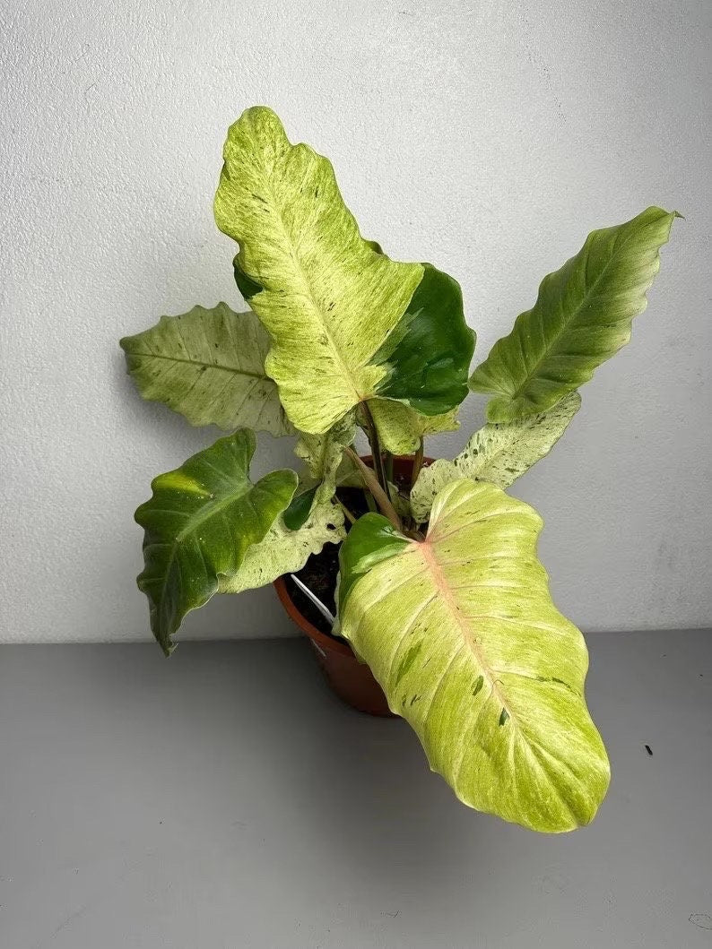 snowdrift philodendron care Philodendron Snowdrift 2” plant **(ALL plants require you to purchase – GoldenGreeneryCo