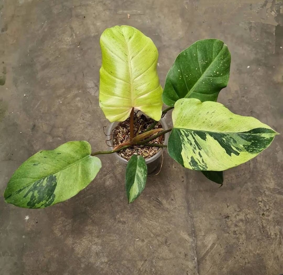 philodendron rare Philodendron Jungle Fever rare starter plant **(ALL plants require you – GoldenGreeneryCo