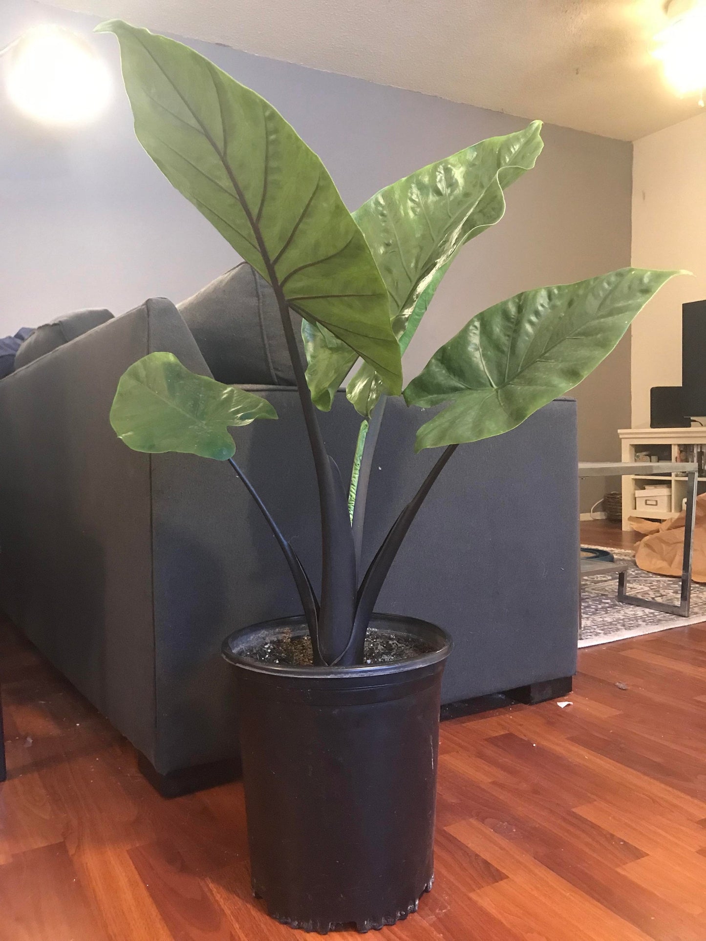 Alocasia Black stem starter plant **(ALL plants require you to purchase ANY 2 plants!)**