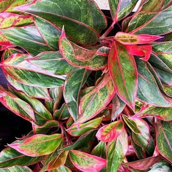 red aglaonema indoor plant Aglaonema Red gold starter plant **(ALL plants require you to purchase ANY 2 plants!)**
