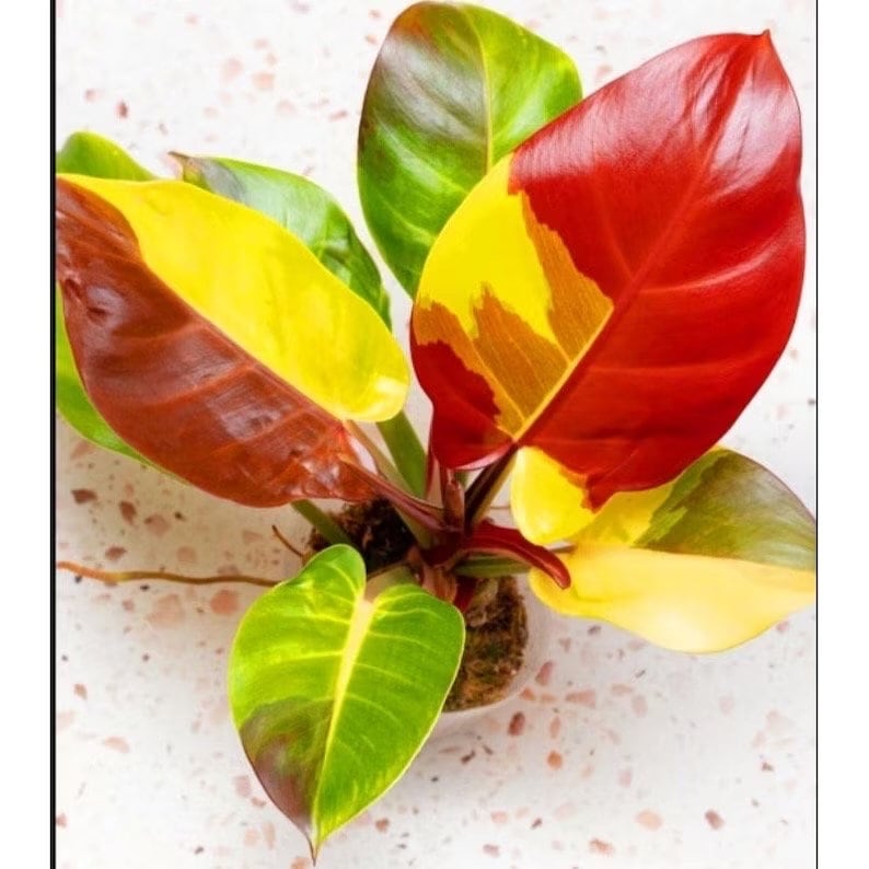 philodendron red Philodendron Red Moon rare starter plant **(ALL plants require you to – GoldenGreeneryCo