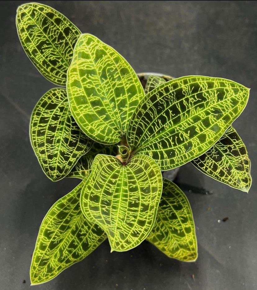 Macodes Petola jewel orchid starter plant **(ALL plants require you to purchase ANY 2 plants!)