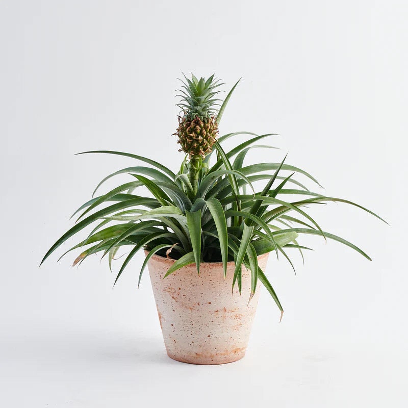 decorative pineapple plant Ananas Mini me (baby pineapple) 4” plant **(ALL plants require you to purchase ANY 2 plants!)**