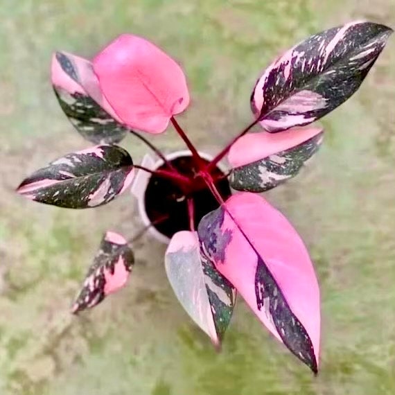 black princess philodendron Philodendron Black cherry pink princess starter plant **(ALL plants require you to purchase ANY 2 plants!)**