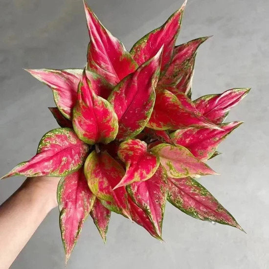 Aglaonema red angel 2” plant **(ALL plants require you to purchase ANY 2 plants!)**