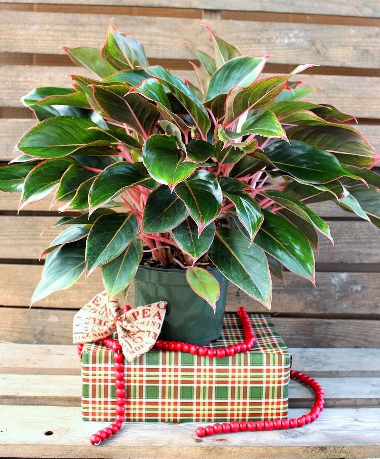 Aglaonema Sapphire suzanne starter plant **(ALL plants require you to purchase ANY 2 plants!)**