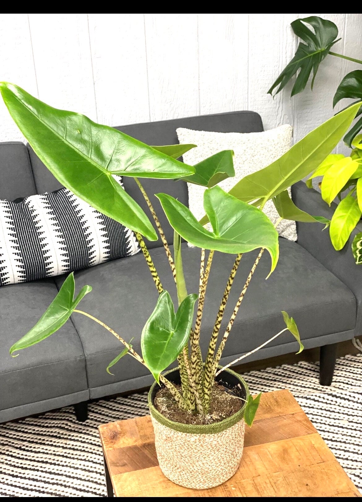 Alocasia Zebrina starter plant **(ALL plants require you to purchase ANY 2 plants!)**