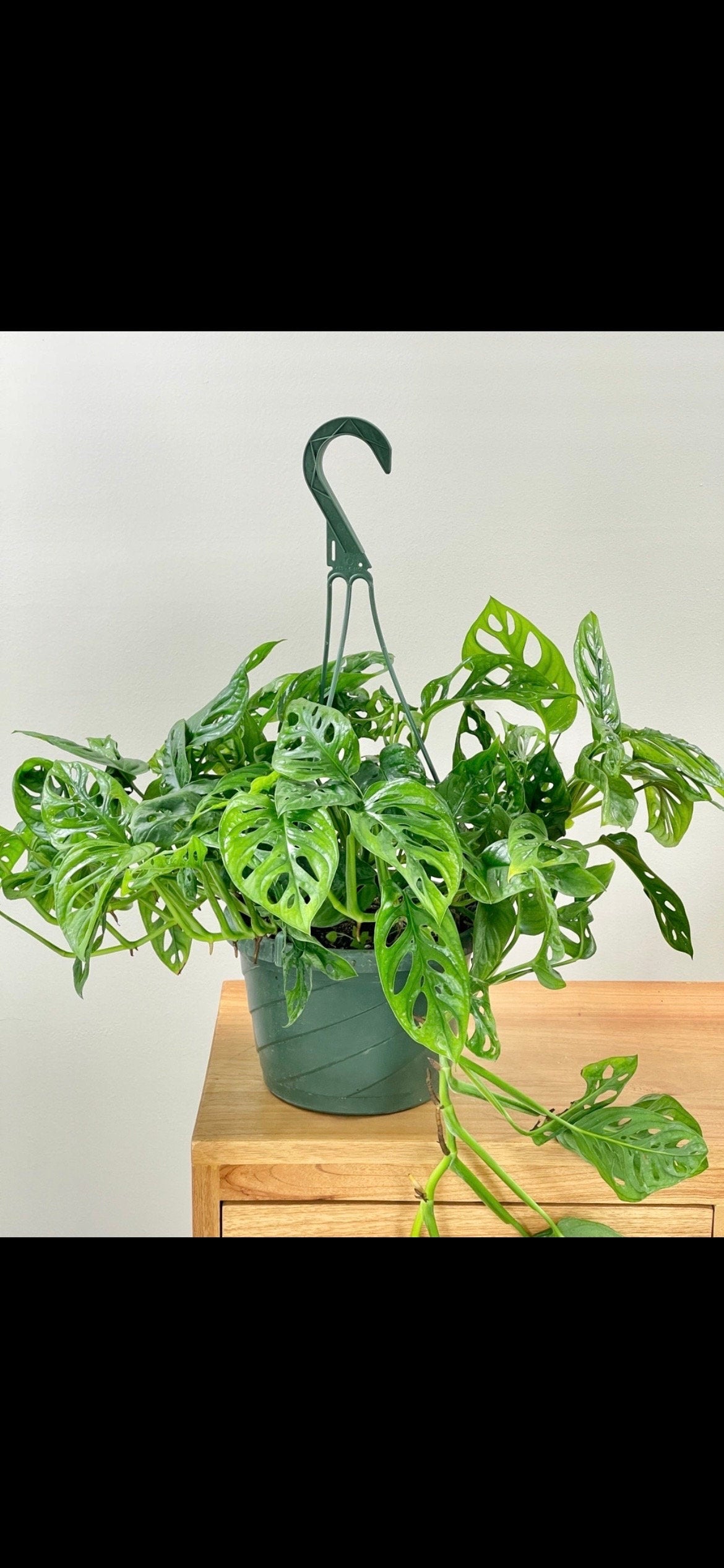 Monstera adansonii starter plant **(ALL plants require you to purchase ANY 2 plants!)**