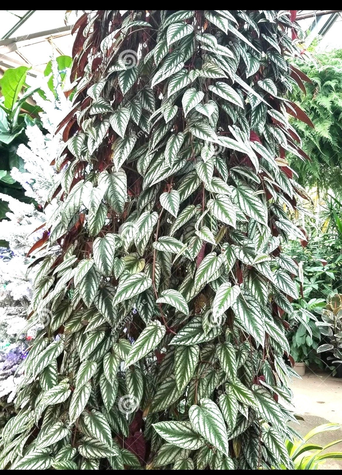 Cissus Discolor starter plant **(ALL plants require you to purchase ANY 2 plants!)**