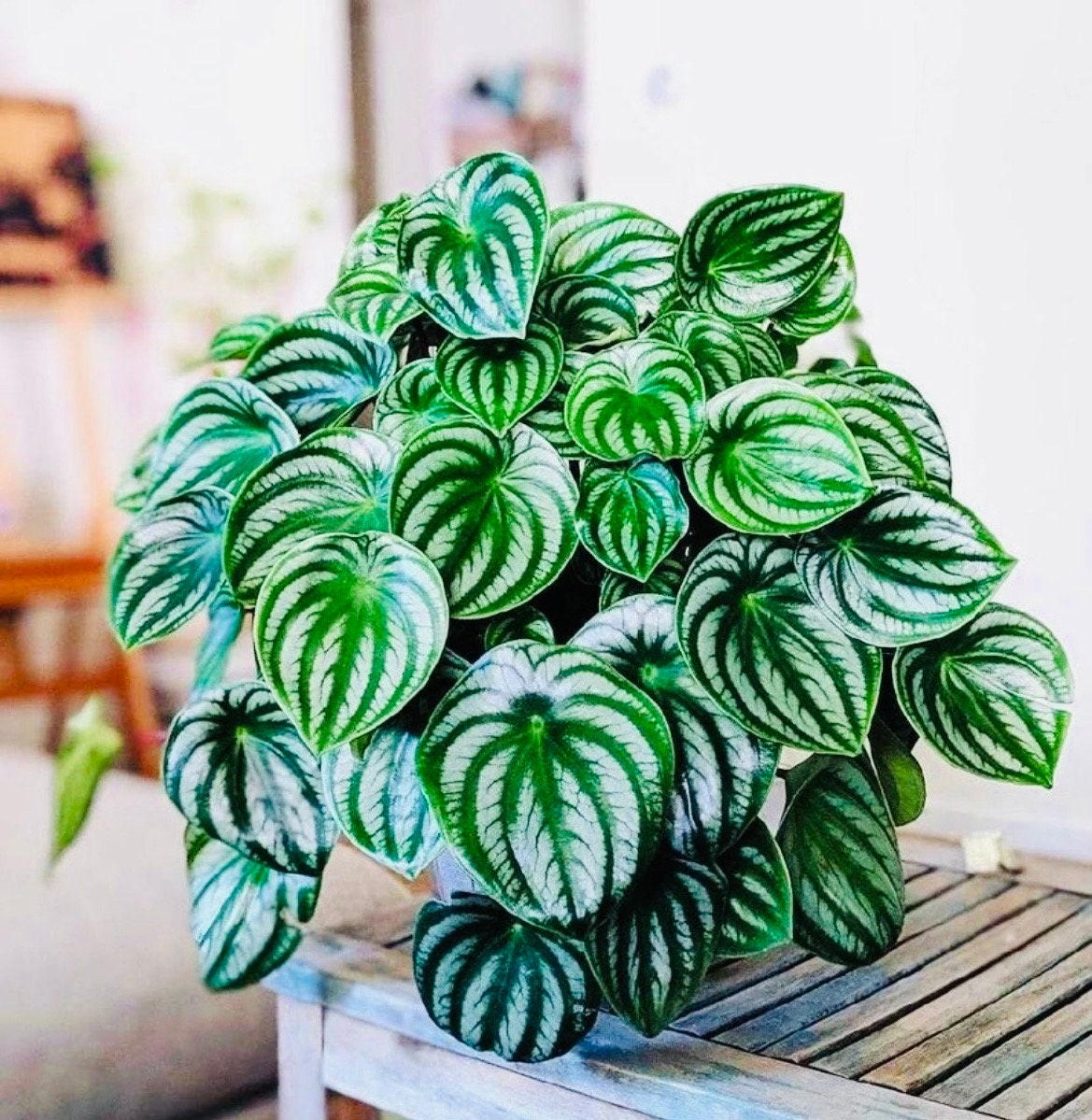 watermelon plant pot Peperomia watermelon starter plant **(ALL plants require you to purcha – GoldenGreeneryCo