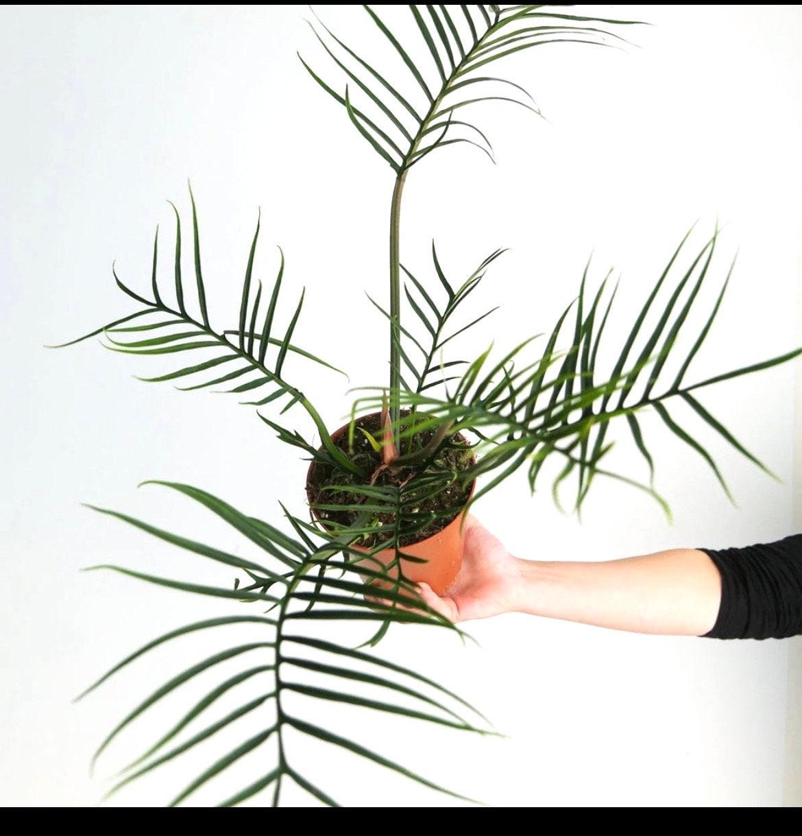 Philodendron Tortum starter plant **(ALL plants require you to purchase ANY 2 plants!)**