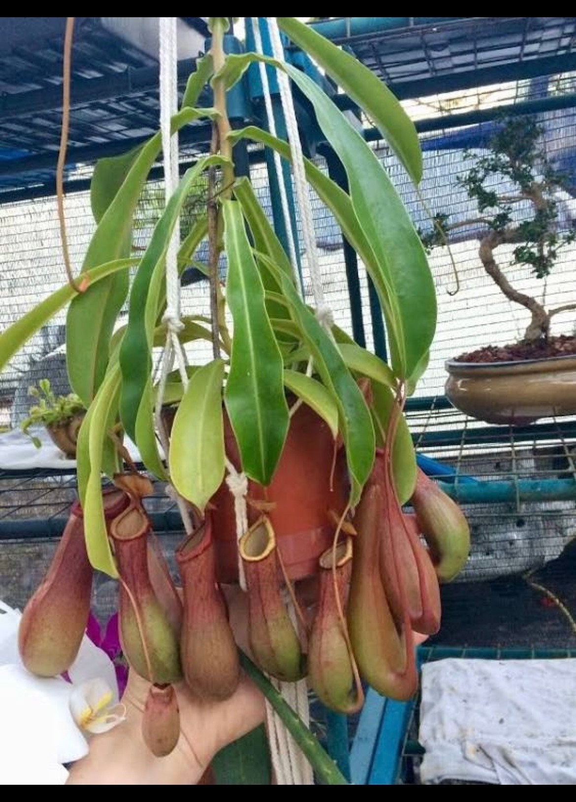 Nepenthes Alata starter plant **(ALL plants require you to purchase ANY 2 plants!)**