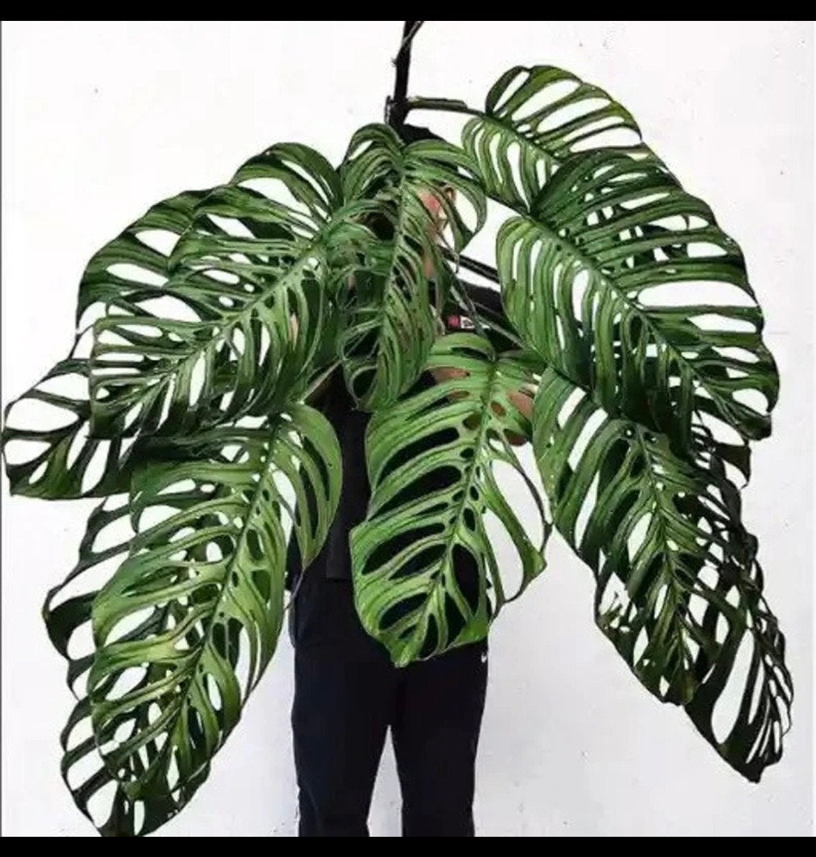 monstera mature plant Monstera Esqueleto starter plant **(ALL plants require you to purchase – GoldenGreeneryCo