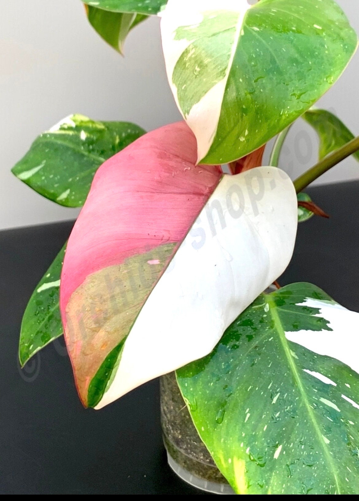 white princess pothos Philodendron White princess Large starter plant **(ALL plants require you to purchase ANY 2 plants!)**