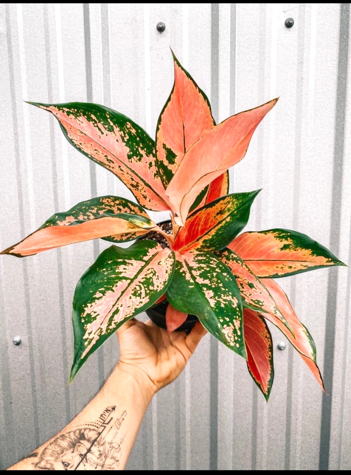 aglaonema king Aglaonema red king starter plant **(ALL plants require you to purchase ANY 2 plants!)**