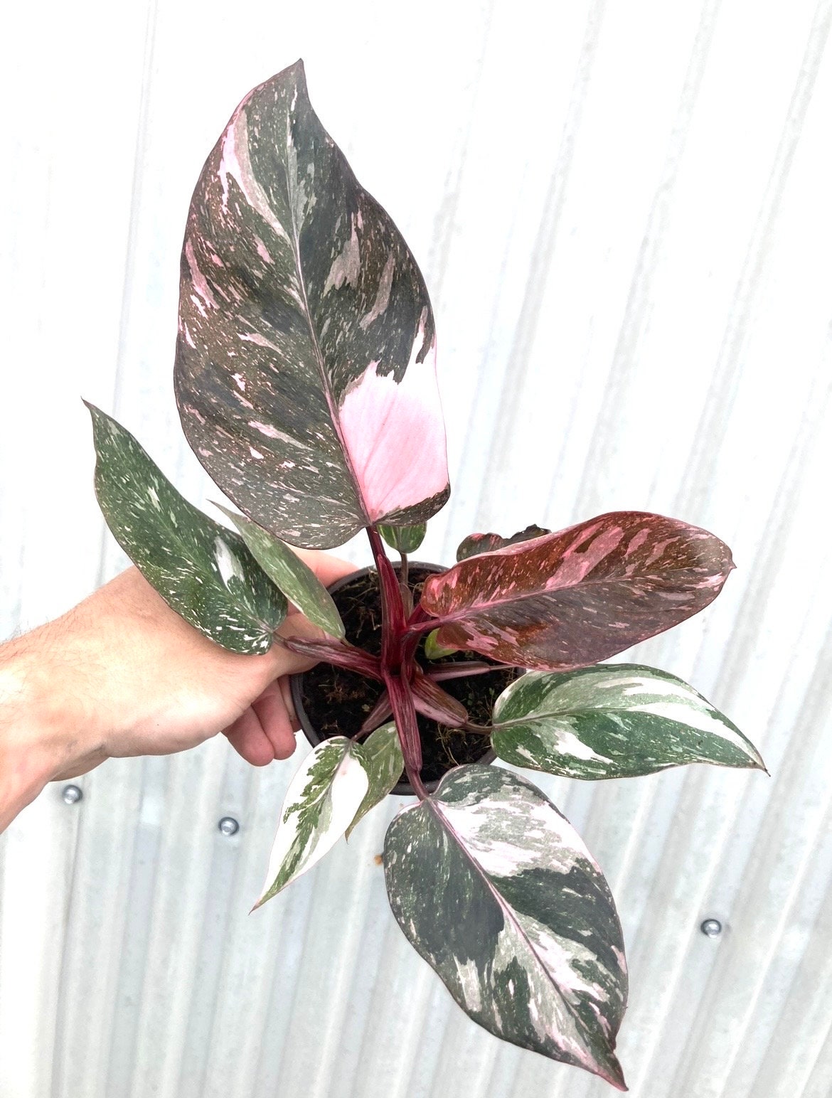 Philodendron Black cherry pink princess 4” plant **(ALL plants require you to purchase ANY 2 plants!)**
