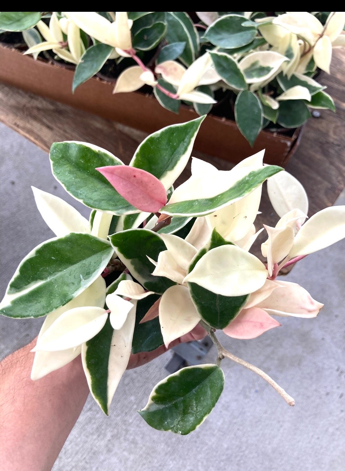Hoya Krimson queen 4” plant **(ALL plants require you to purchase ANY 2 plants!)**