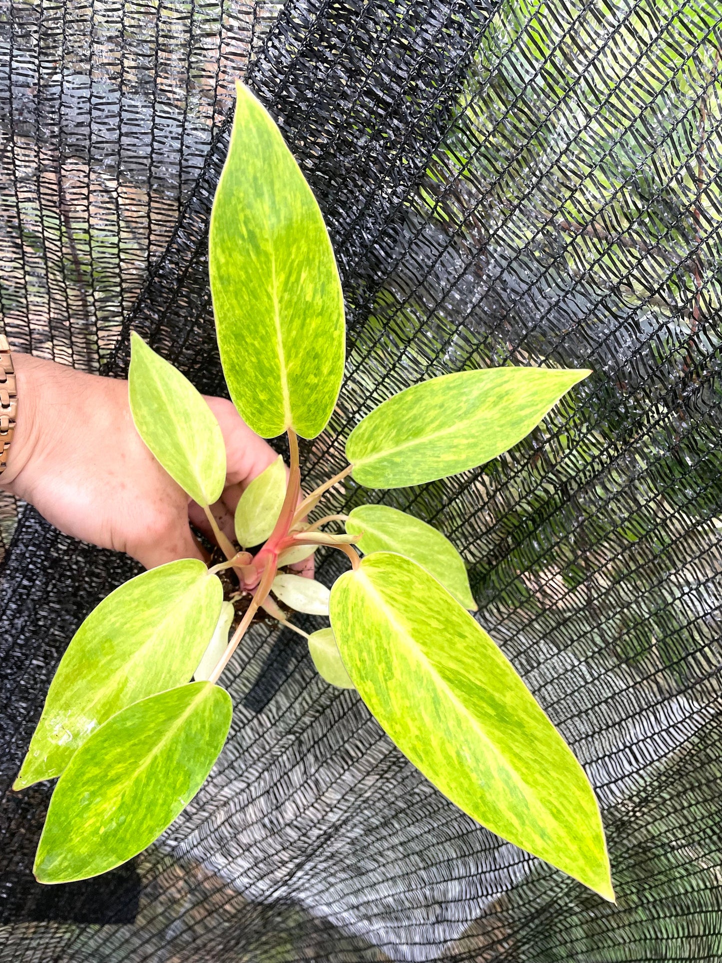 Philodendron Painted Lady Large starter plant **(ALL plants require you to purchase ANY 2 plants!)**