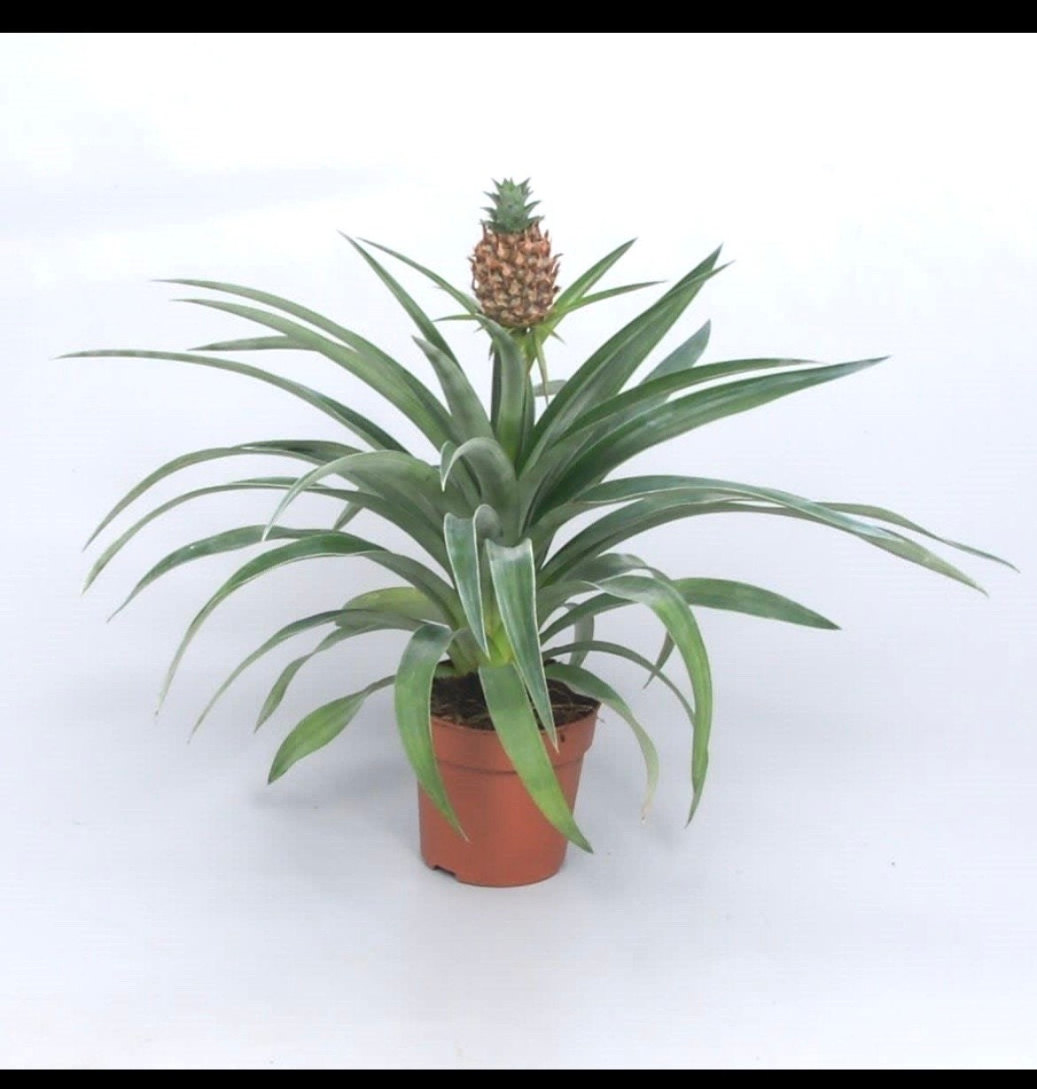 where to buy a pineapple plant near me Ananas Mis amigos (baby pineapple) starter plant **(ALL plants require you to purchase ANY 2 plants!)**
