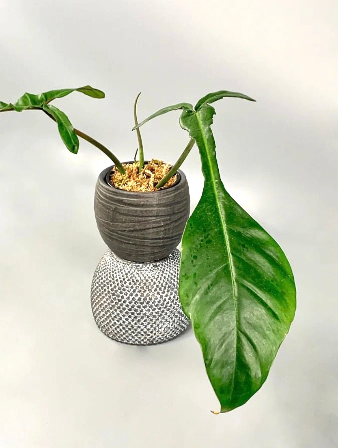 Philodendron Joeppi starter plant **(ALL plants require you to purchase ANY 2 plants!)**