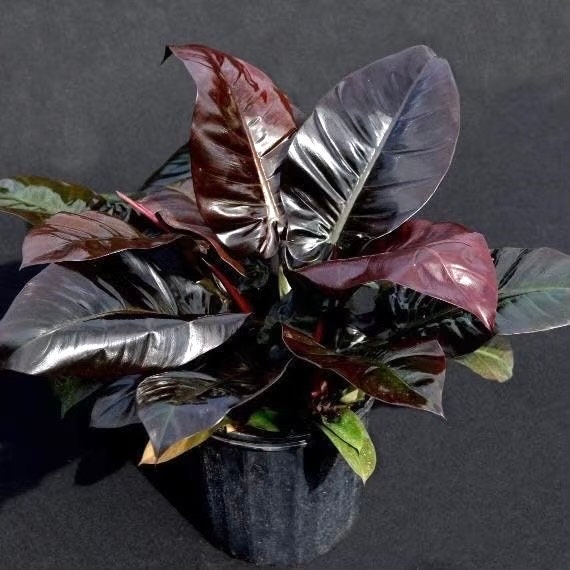 philodendron black stems Philodendron Black Cardinal Multi stem starter plant **(ALL plants require you to purchase ANY 2 plants!)**