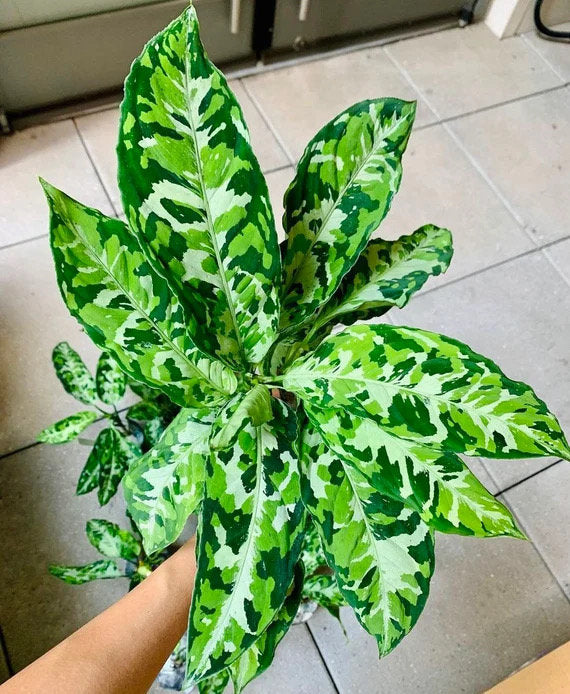 Aglaonema Pictum tricolor starter plant **(ALL plants require you to  purchase ANY 2 plants!)**