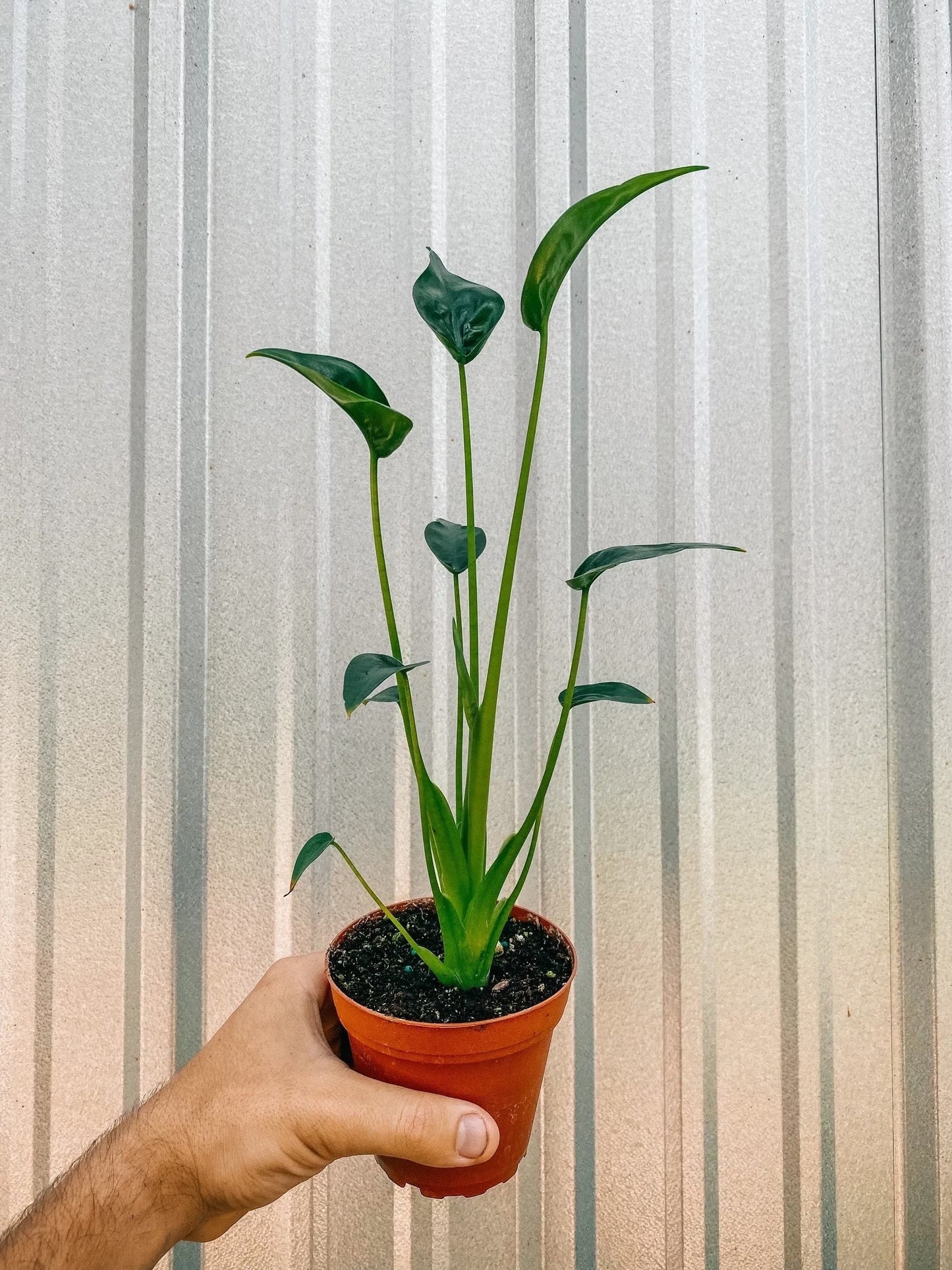 Alocasia Tiny Dancers starter plant **(ALL plants require you to purchase ANY 2 plants!)**