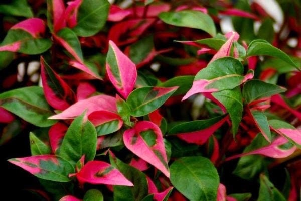 alternanthera indoor plant Alternanthera party time starter plants (5 pack) – GoldenGreeneryCo