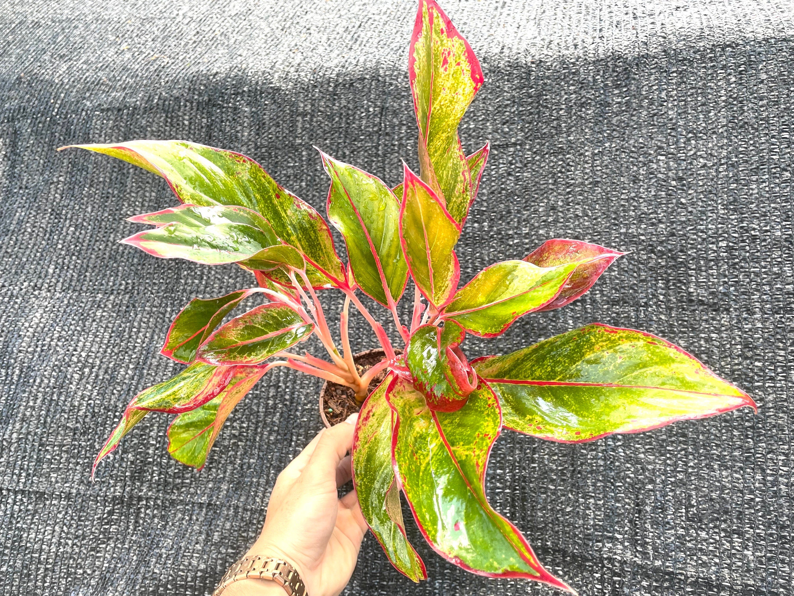 aglaonema 'siam aurora' Aglaonema Siam aurora 4” plant **(ALL plants require you to purchase A – GoldenGreeneryCo