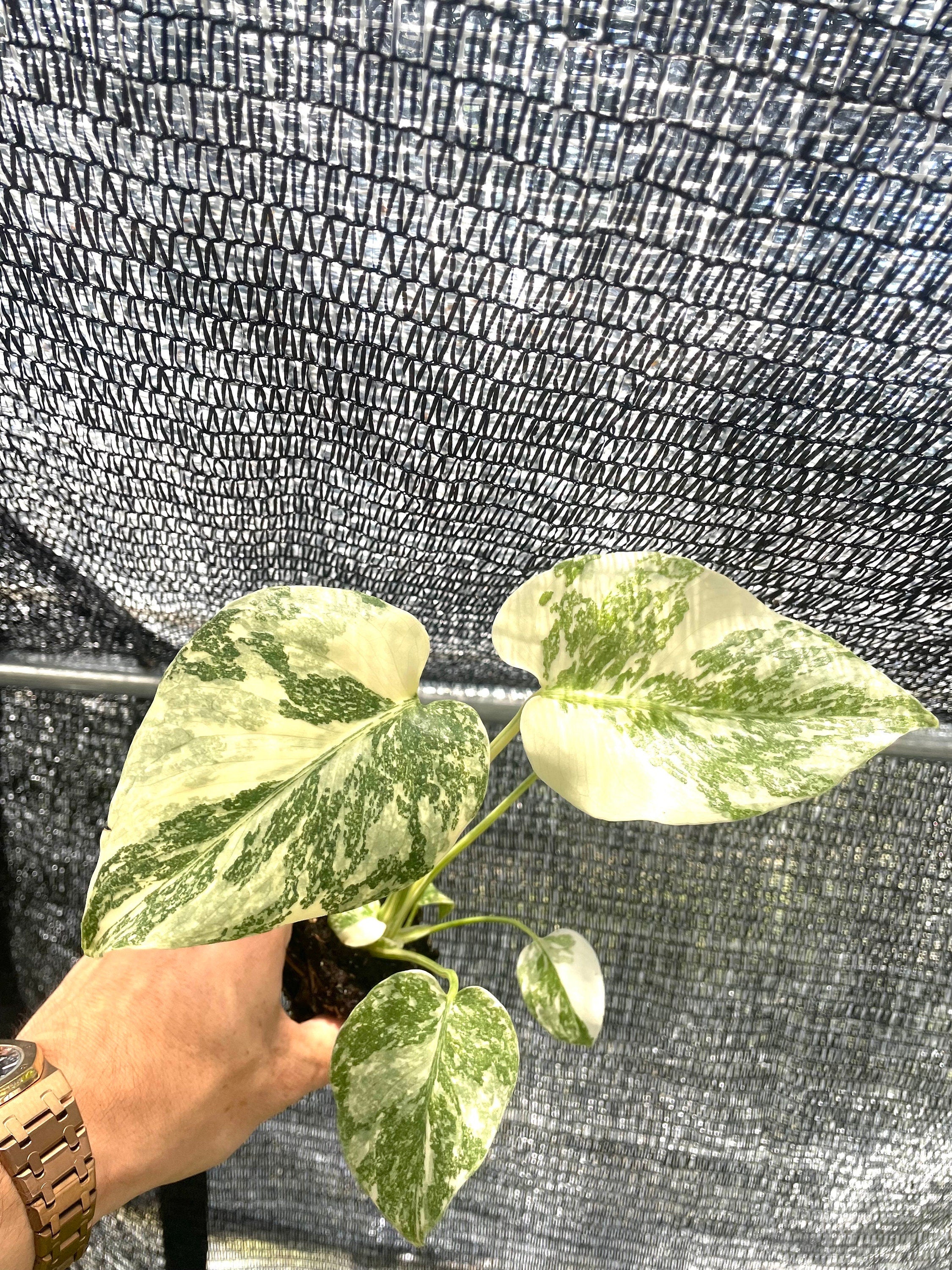 monstera deliciosa legacy variegated Monstera Thai “Legacy” starter plant **(ALL plants require you to purchase ANY 2 plants!)**