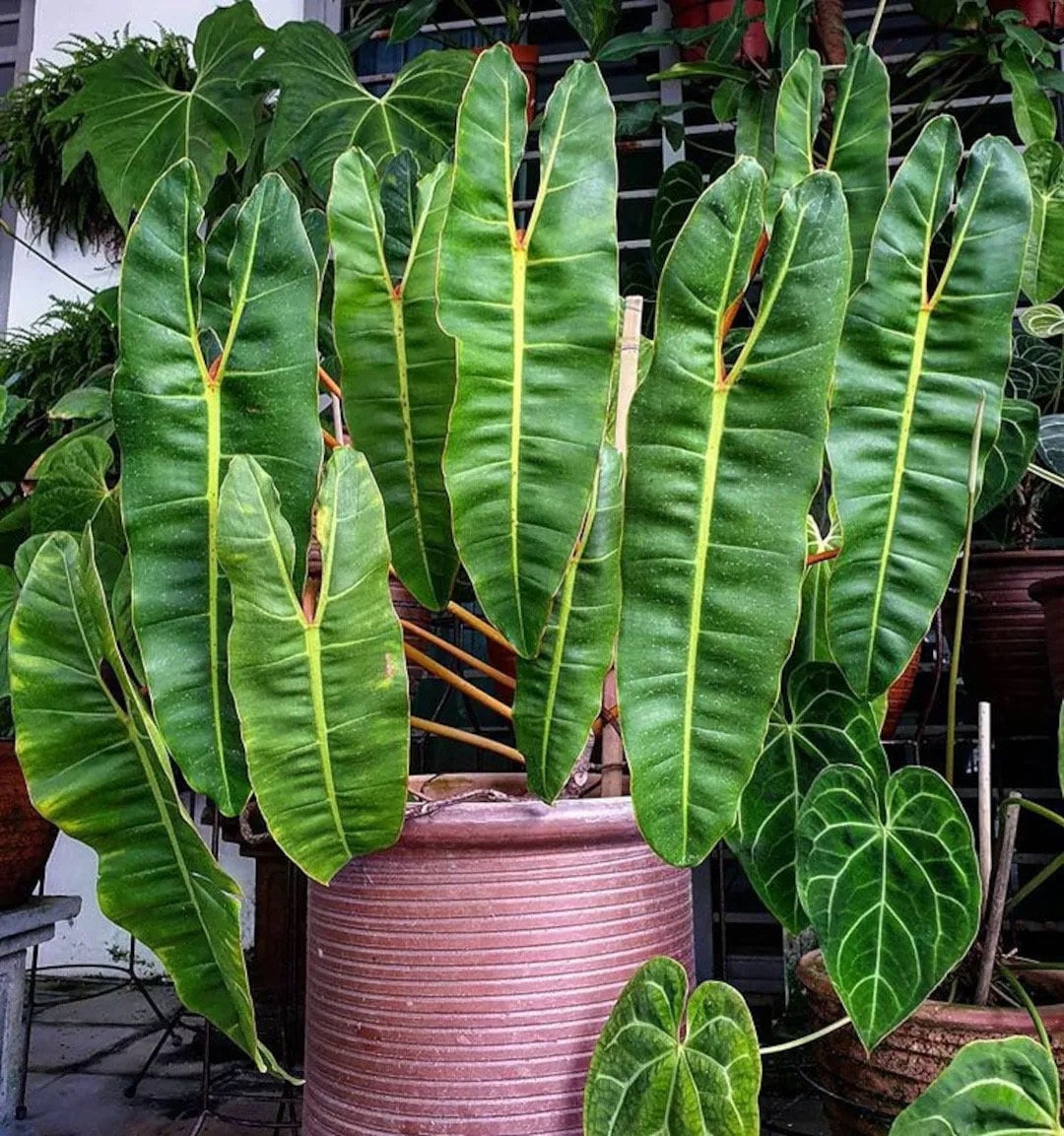 billietiae philodendron care Philodendron Billietiae starter plant **(ALL plants require you to purchase ANY 2 plants!)**