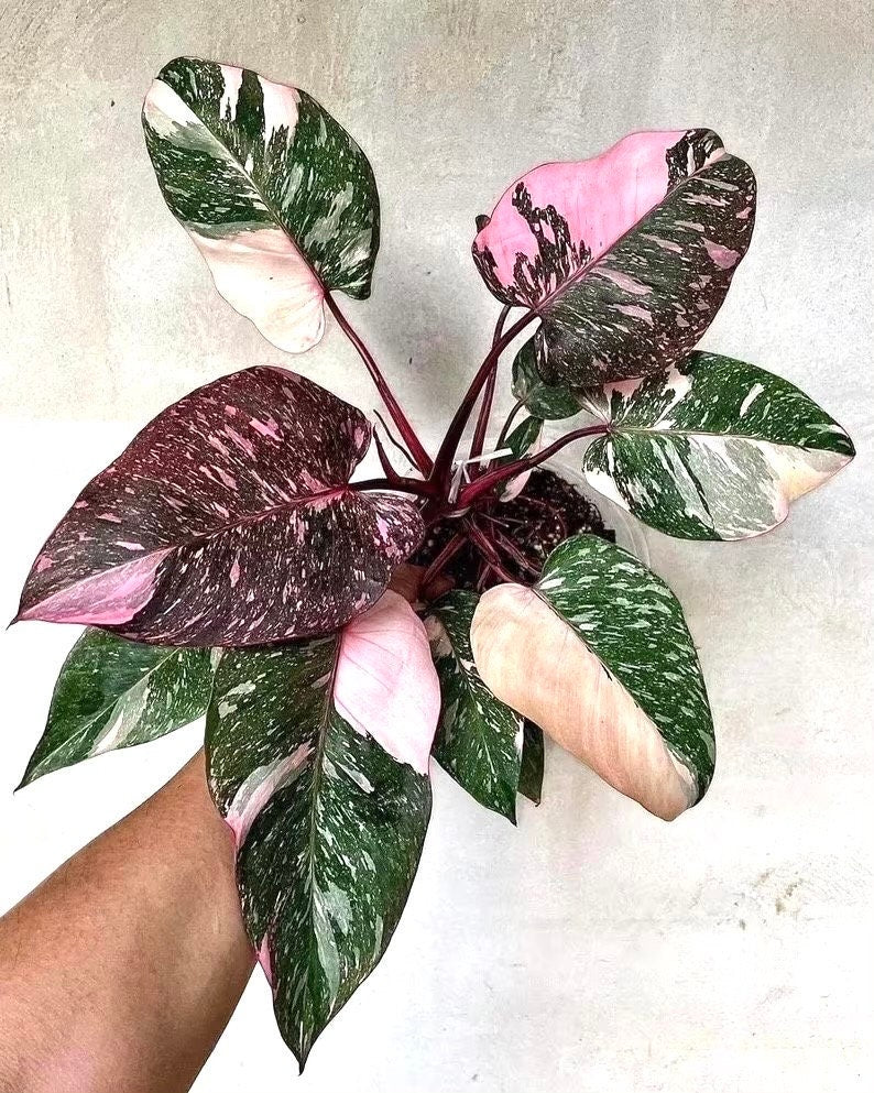 Philodendron Marble Galaxy pink princess starter plant **(ALL plants require you to purchase ANY 2 plants!)**