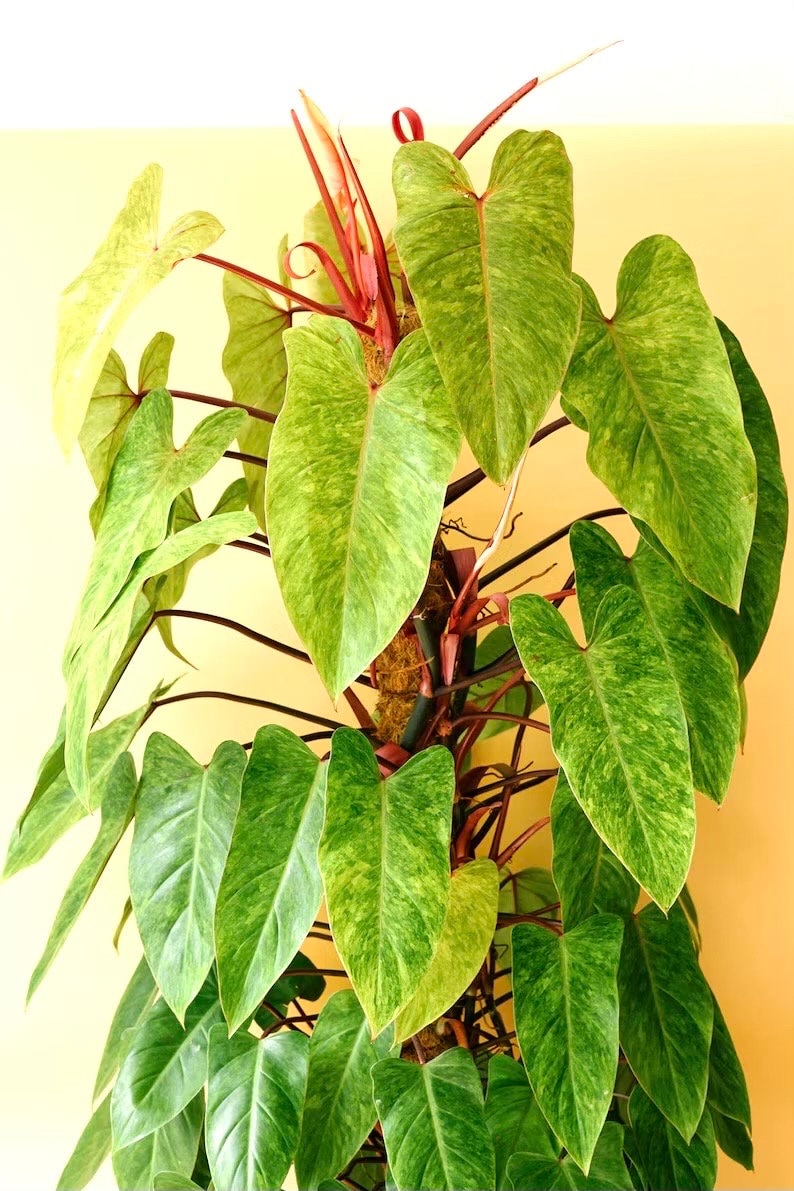 Philodendron Painted Lady starter plant **(ALL plants require you to purchase ANY 2 plants!)**