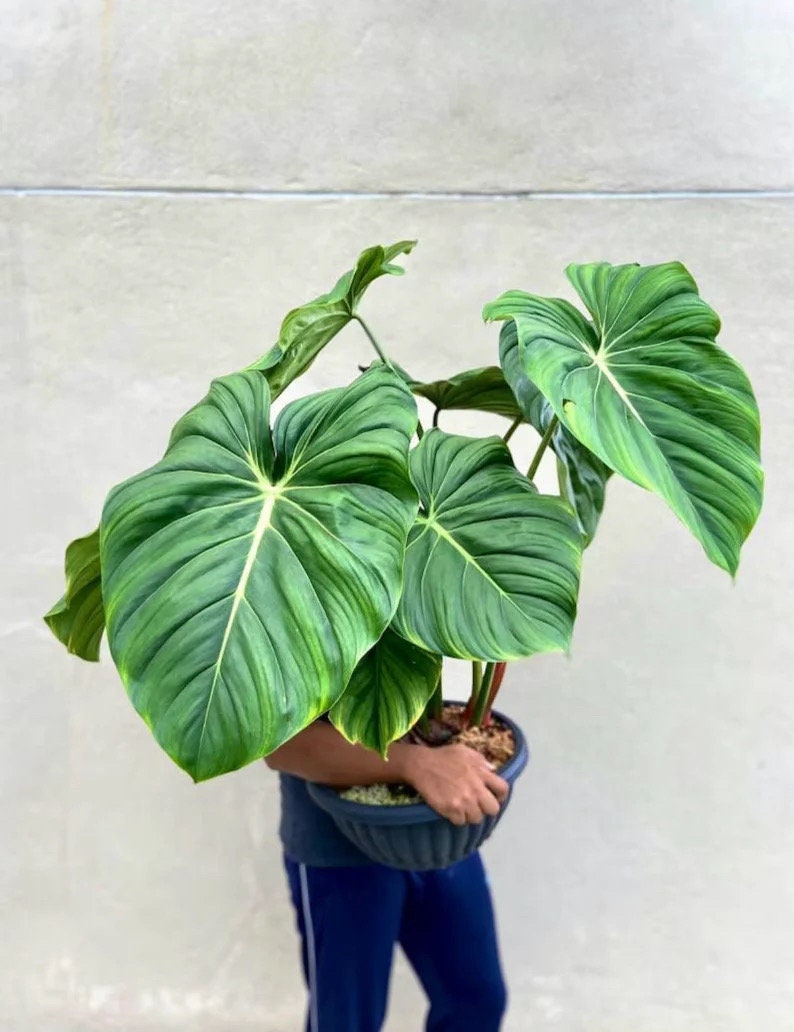 Philodendron Dean Mcdowell starter plant **(ALL plants require you to purchase ANY 2 plants!)**